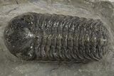Detailed Austerops Trilobite - Ofaten, Morocco #325975-1